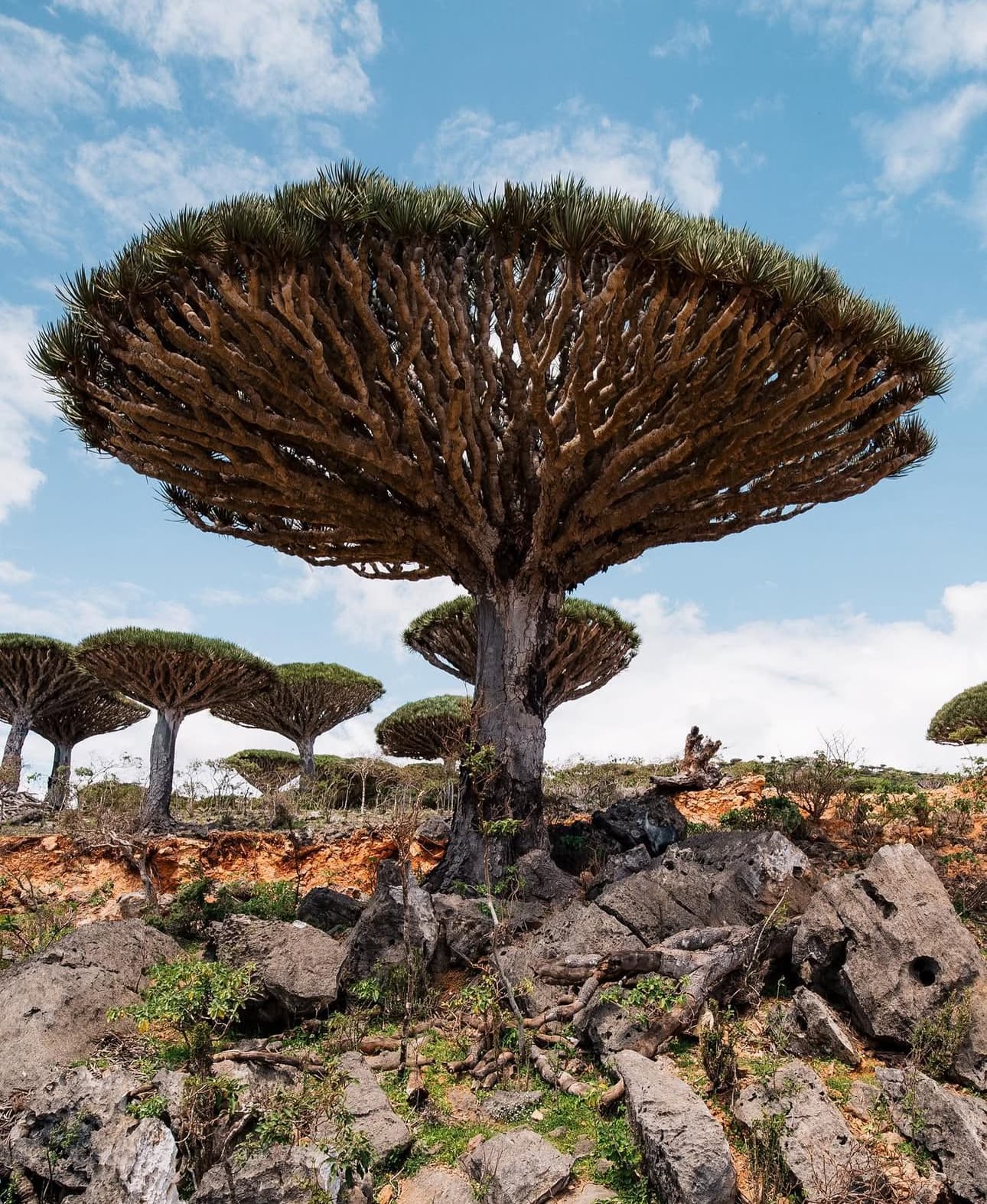 Socotra - 4